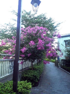 百日紅_300.jpg