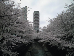 sakura1.JPG