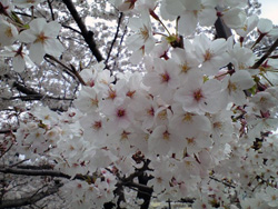 sakura2.JPG